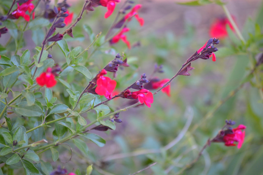 Flowers by color - red