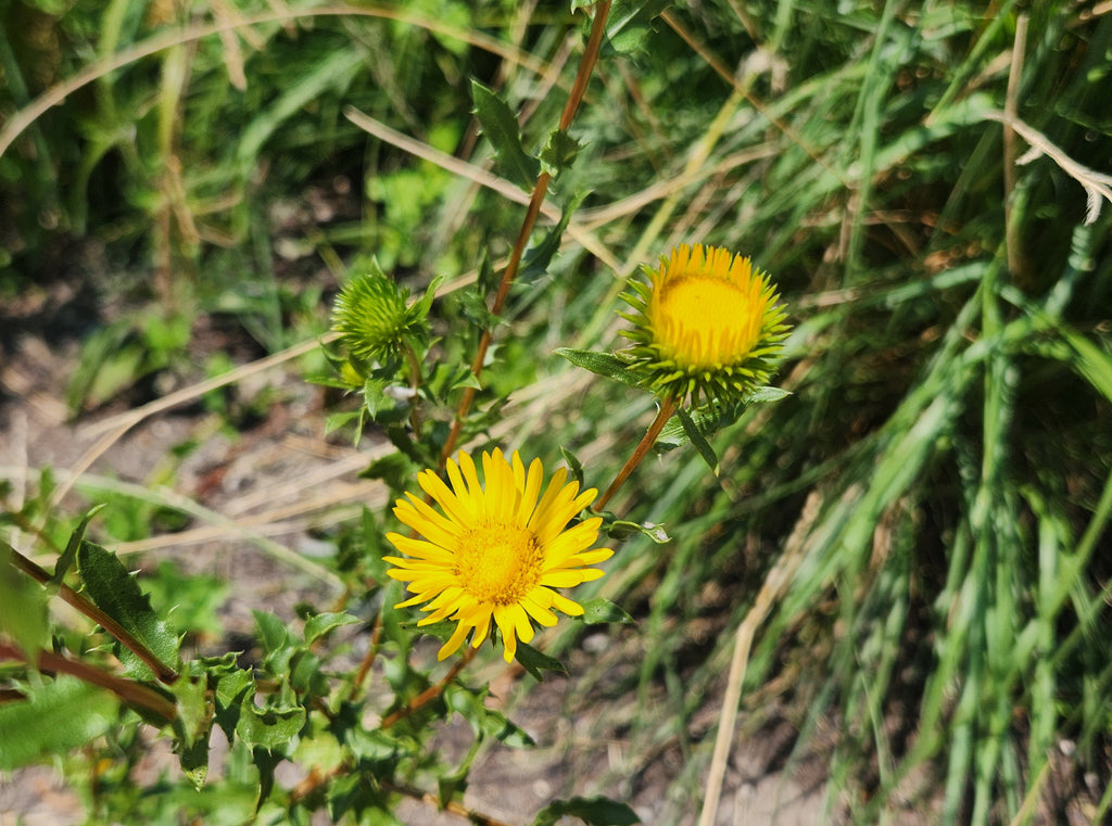 Grindelia squarrosa Curlycup Gumweed